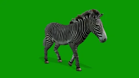 Zebra Walking From Right 3D Rendering Animation On Green Screen Stock Footage 309856468