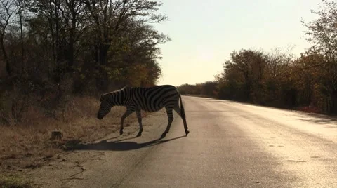 Zebra walking on road Stock Footage 8573898