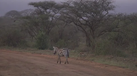 Zebra walking on a road  Stock Footage 33530082