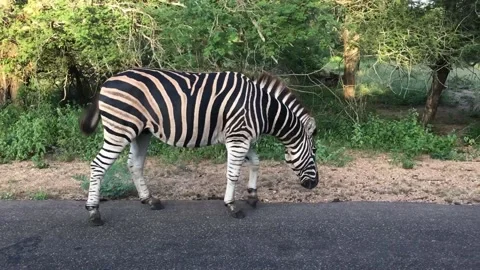 Zebra Walking on Road Stock Footage 169391486