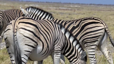 Zebra walking on the savannah, slow motion Video stock 119075229