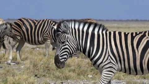Zebra walking on the savannah, slow motion Stock-Footage 119075353