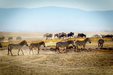 Zebra walking in single file across landscape with wildebeest in background 스톡 사진