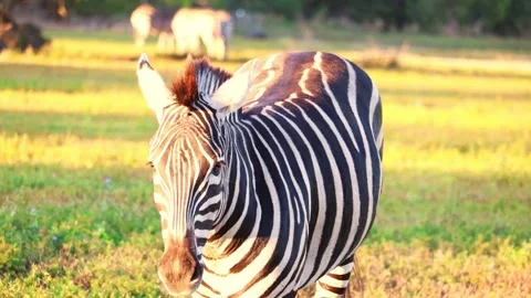 Zebra Walking In Sunset 4K Animals Stock Footage 294571753