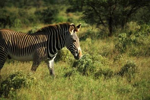 Zebra walking through the grass Stock Photos