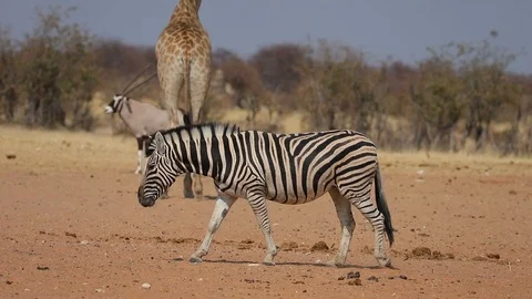 Zebra walking through the grass plains of Etosha National Park, Namibia Video stock 106340014
