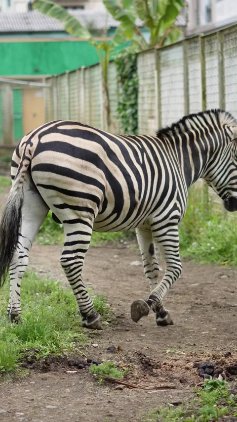 A zebra walking through a green grassy enclosure Stock Footage 335624804