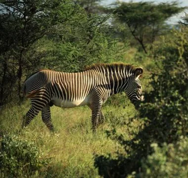 Zebra walking through the trees Stock Photos