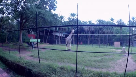 Zebra Walking in The Zoo Park Stock Footage 218448803