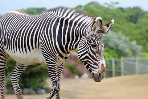 Zebra Walking In The Zoo Photos