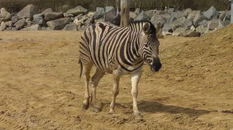 Zebra walkling Stock Footage 22516629