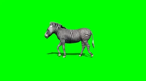 Zebra walks - 2 different views - with shadow - green screen 1 Stock Footage