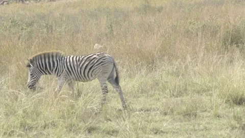 Zebra Walks by Camera Static Stock Footage 277605051