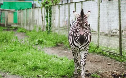 Zebra walks on a dirt path next to a grass area and a fence. 스톡 사진