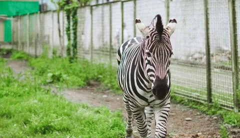 Zebra walks on a dirt path next to a grass area and a fence. Stockfoto's