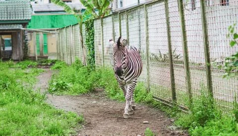 Zebra walks on a dirt path next to a grass area and a fence. 스톡 사진
