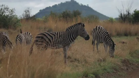 Zebra walks in frame, stops, then continue to walks out of frame with Video stock 172520606
