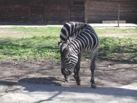 Zebra walks on the grass Stock Photos