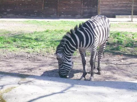 Zebra walks on the grass 写真素材