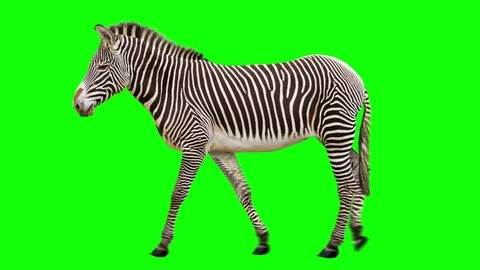 Zebra Walks. Green screen. Stock-Footage 93967227