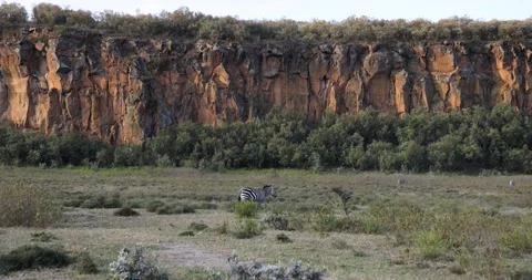 A zebra walks in a mountain valley Stock Footage 209171171