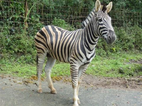 Zebra walks on the road Foto stock