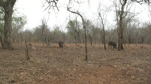 Zebra walks by screen 库存影片 302059