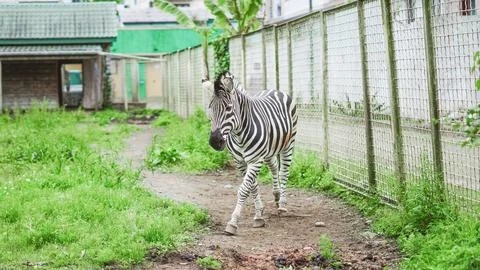 A zebra walks through a grassy enclosure towards the camera in a zoo. 스톡 사진