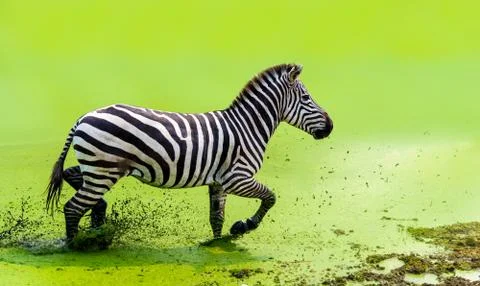The zebra was running gracefully running in the green water Stock Photos