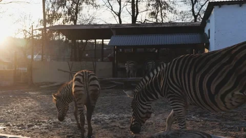 The zebra was walking in the zoo Stock Footage 147516060