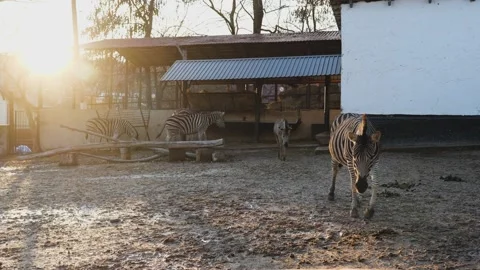 The zebra was walking in the zoo Stock Footage 147516215