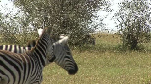 ZEBRA WATCH CHEETAH Video stock 16441784