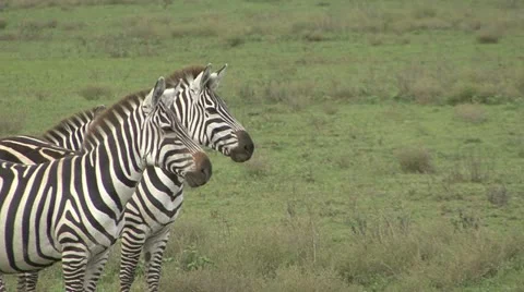 ZEBRA WATCH CHEETAH 库存影片 19695779