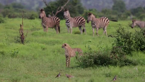 Zebra watching a Cheetah cub Stock Footage 235784905