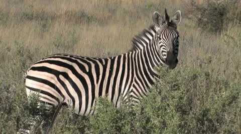 Zebra... Watchya Looking At! Video stock 22142765