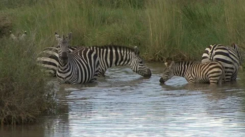 ZEBRA IN WATER. Video stock 14600168