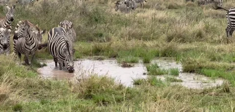Zebra Water Hole Stock Footage 328376888