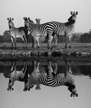 Zebra with water reflection Stock Photos