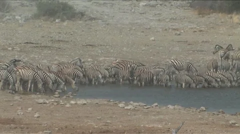 Zebra at the waterhole Stock Footage 937109