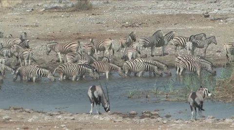 Zebra at the waterhole Stock Footage 937171
