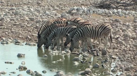 Zebra at the waterhole Stock Footage 941275