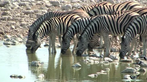 Zebra at the waterhole Stock Footage 941852
