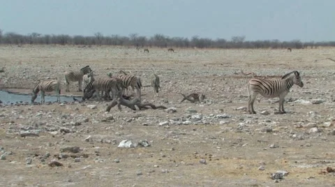 Zebra at the waterhole Stock Footage 941869