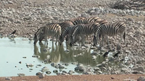 Zebra at the waterhole Stock Footage 941876
