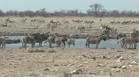 Zebra at the waterhole Stock Footage 941890