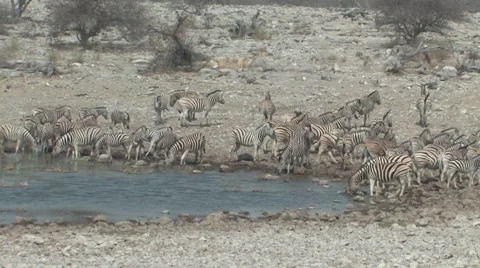 Zebra at the waterhole Stock Footage 942523