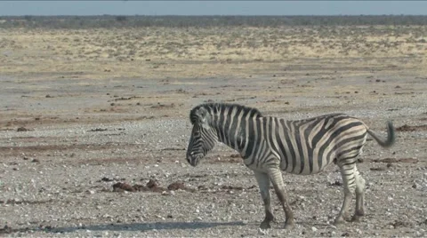 Zebra at the waterhole Stock Footage 949161
