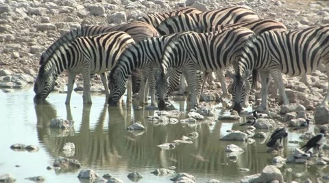 Zebra at the waterhole Stock Footage 949180