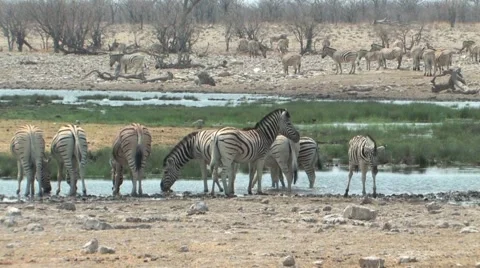 Zebra at the waterhole Stock Footage 949200