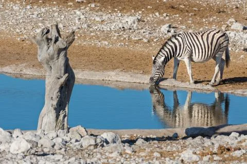 Zebra at waterhole Foto stock